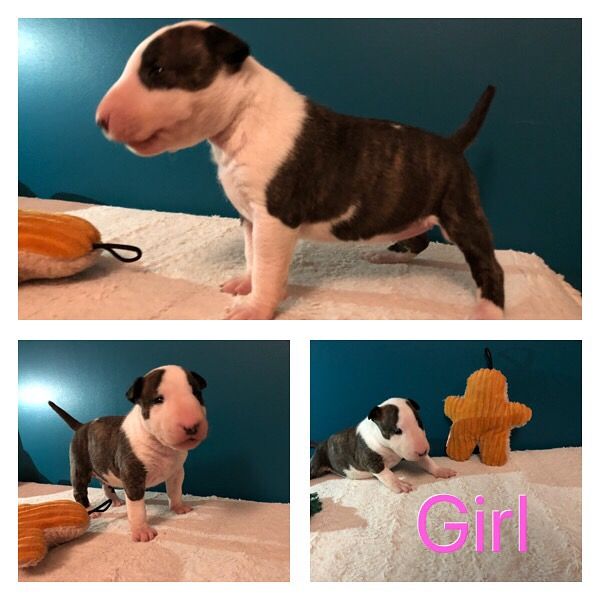 Lucie Lereverend - Chiots disponibles - Bull Terrier